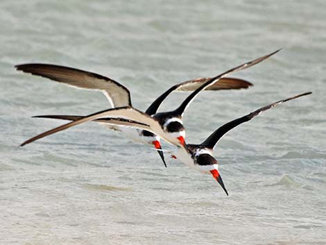 Black Skimmer (Rynchops niger)