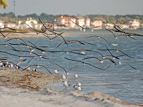 Black Skimmer (Rynchops niger)