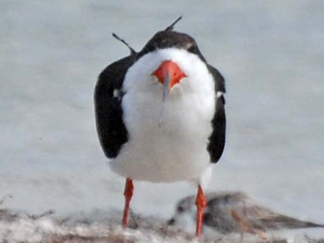 Black Skimmer (Rynchops niger)