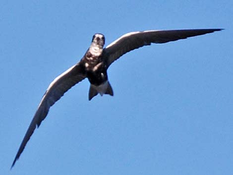 Black Tern (Chlidonias niger)