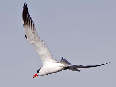 Caspian Tern (Sterna caspia)