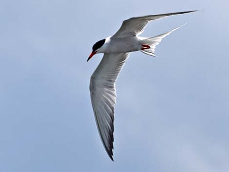 Common Tern (Sterna hirundo)