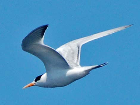 Elegant Tern (Thalasseus elegans)