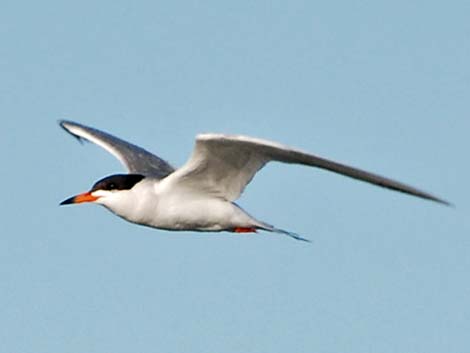 Forster's Tern (Sterna forsteri)