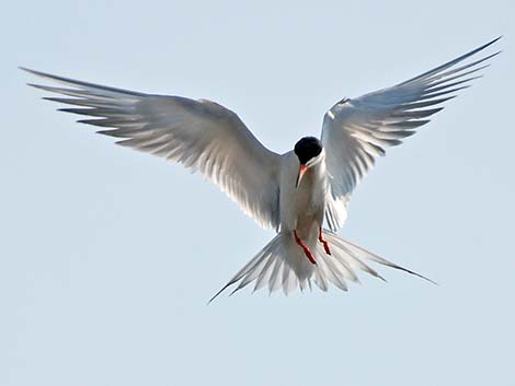 Forster's Tern (Sterna forsteri)