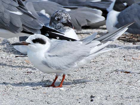 Forster's Tern (Sterna forsteri)