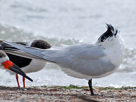 Royal Tern (Thalasseus maximus)