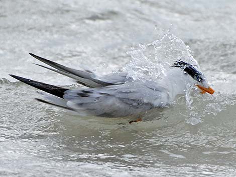 Royal Tern (Thalasseus maximus)