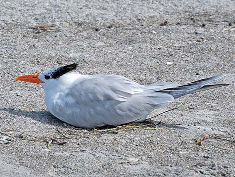 Royal Tern (Thalasseus maximus)