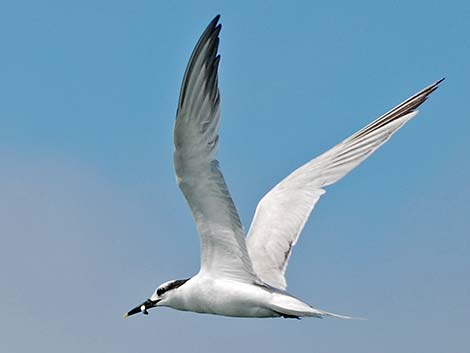 Sandwich Tern (Thalasseus sandvicensis)