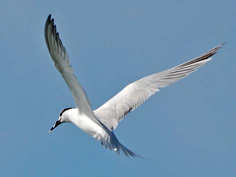 Sandwich Tern (Thalasseus sandvicensis)