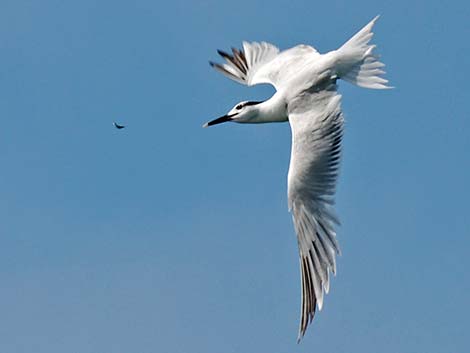 Sandwich Tern (Thalasseus sandvicensis)