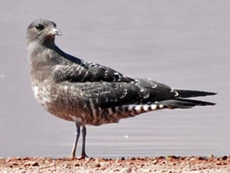 Long-tailed Jaeger (Stercorarius longicaudus)