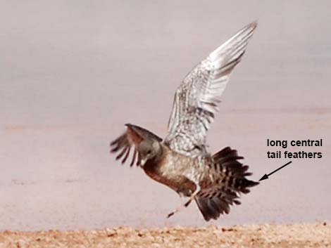 Long-tailed Jaeger (Stercorarius longicaudus)