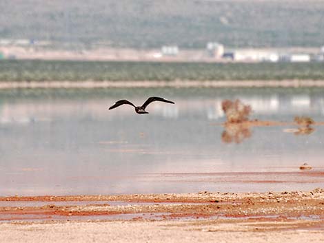 Long-tailed Jaeger (Stercorarius longicaudus)