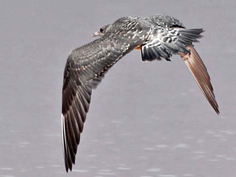 Long-tailed Jaeger (Stercorarius longicaudus)