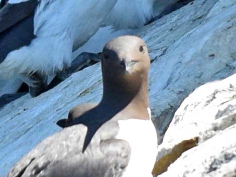 Common Murre (Uria aalge)