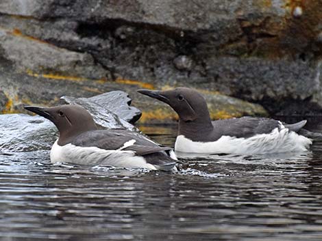 Common Murre (Uria aalge)