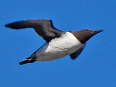 Common Murre (Uria aalge)