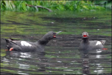 Pigeon Guillemot (Cepphus columba)