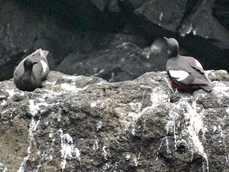 Pigeon Guillemot (Cepphus columba)