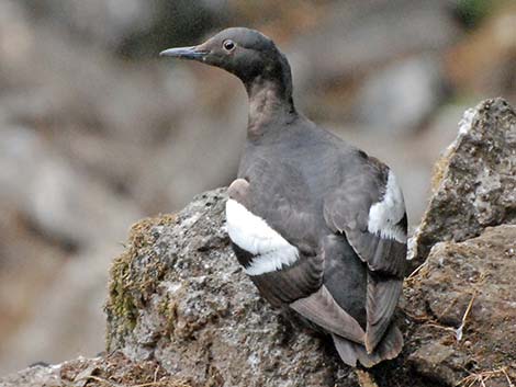 Pigeon Guillemot (Cepphus columba)