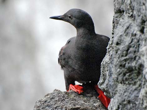 Pigeon Guillemot (Cepphus columba)