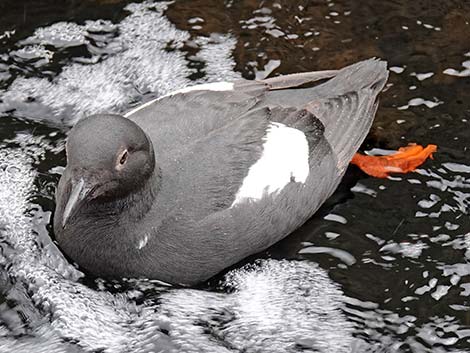 Pigeon Guillemot (Cepphus columba)