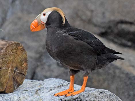 Tufted Puffin (Fratercula cirrhata)