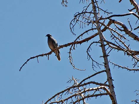 Band-tailed Pigeon (Patagioenas fasciata)