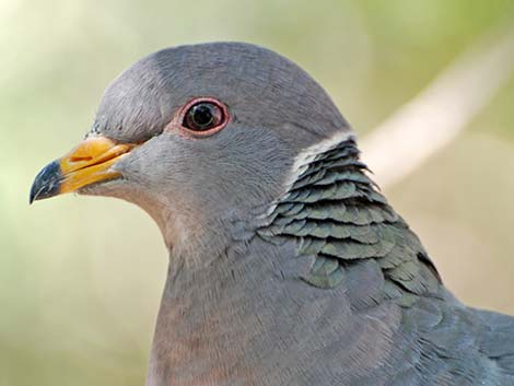 Band-tailed Pigeon (Patagioenas fasciata)