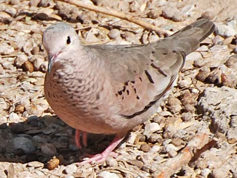 Common Ground-Dove (Columbina passerina)