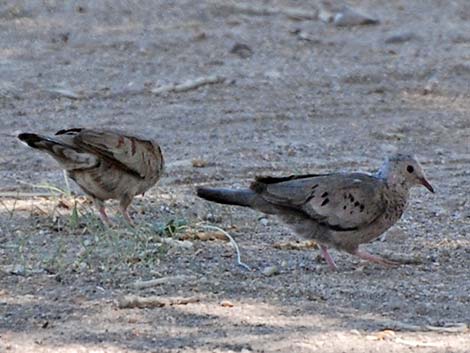 Common Ground-Dove (Columbina passerina)