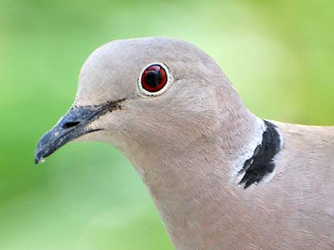 Eurasian Collared-Dove (Streptopelia decaocto)