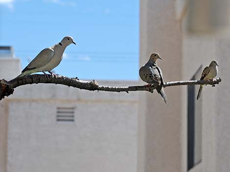 Eurasian Collared-Dove (Streptopelia decaocto)