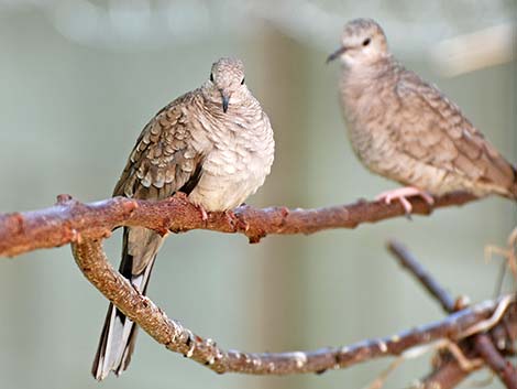 Inca Dove (Columbina inca)