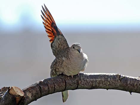 Inca Dove (Columbina inca)