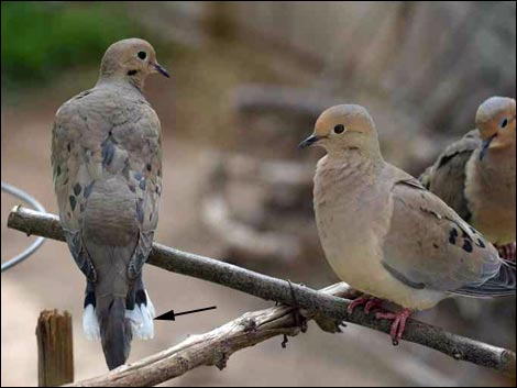 Mourning Dove (Zenaida macroura)