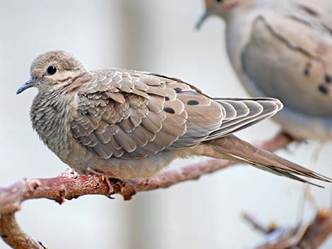 Mourning Dove (Zenaida macroura)