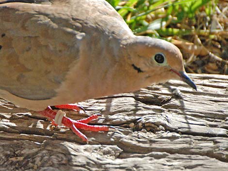 Mourning Dove (Zenaida macroura)