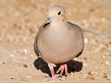 Mourning Dove (Zenaida macroura)