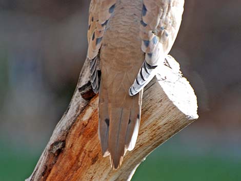 Mourning Dove (Zenaida macroura)