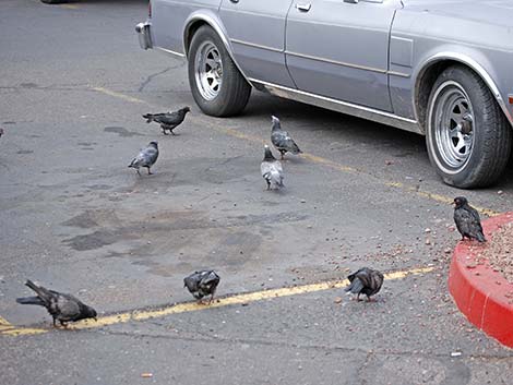 Rock Pigeon (Columba livia)