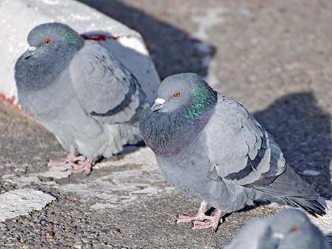 Rock Pigeon (Columba livia)