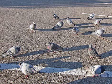 Rock Pigeon (Columba livia)