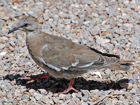 White-winged Dove (Zenaida asiatica)