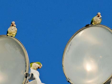 Monk Parakeet (Myiopsitta monachus)