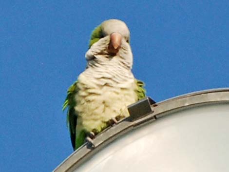 Monk Parakeet (Myiopsitta monachus)