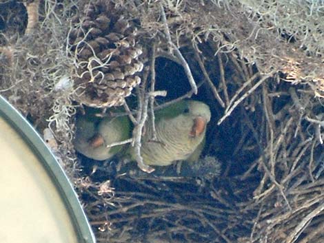 Monk Parakeet (Myiopsitta monachus)