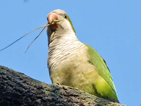 Monk Parakeet (Myiopsitta monachus)